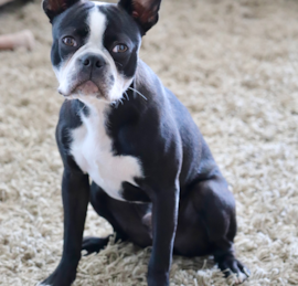 Boston Terrier Puppies For Sale - Seaside Pups